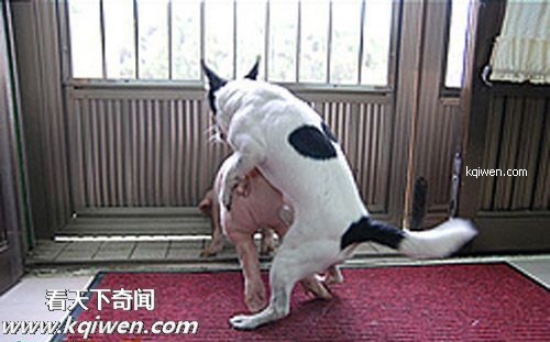 ɵ��������ɫ����ɱ