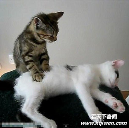 СèΪͬ�鰴Ħ��Ƶ�ߺ����� ������Χ��(��ͼ)